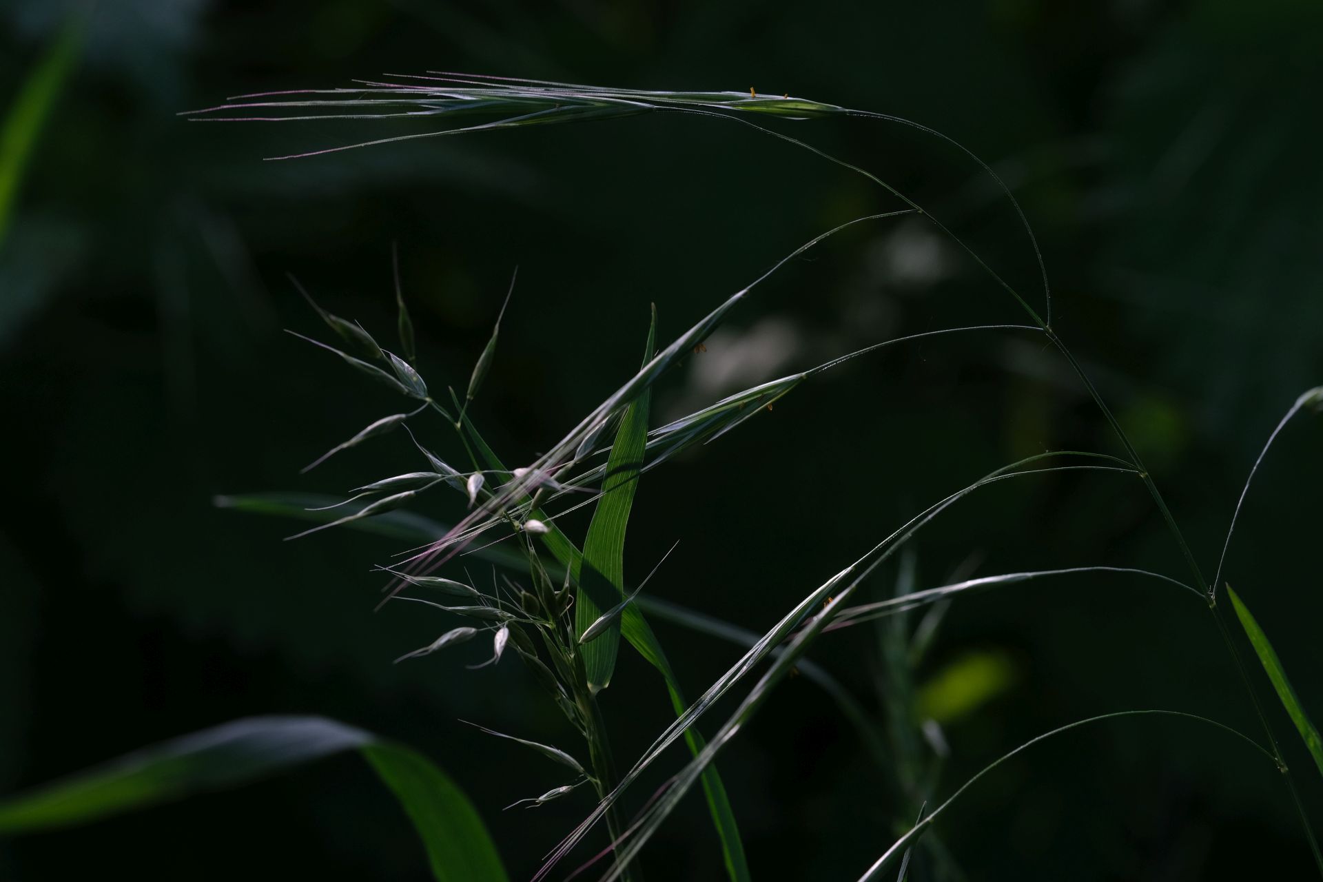 Restlichtreflexe I - Norbert Kubicke