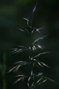 Restlichtreflexe I - Norbert Kubicke