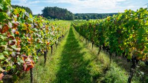 Weinberg_Grano - Kerstin Fetsch