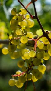 Weintraube_Grano - Kerstin Fetsch