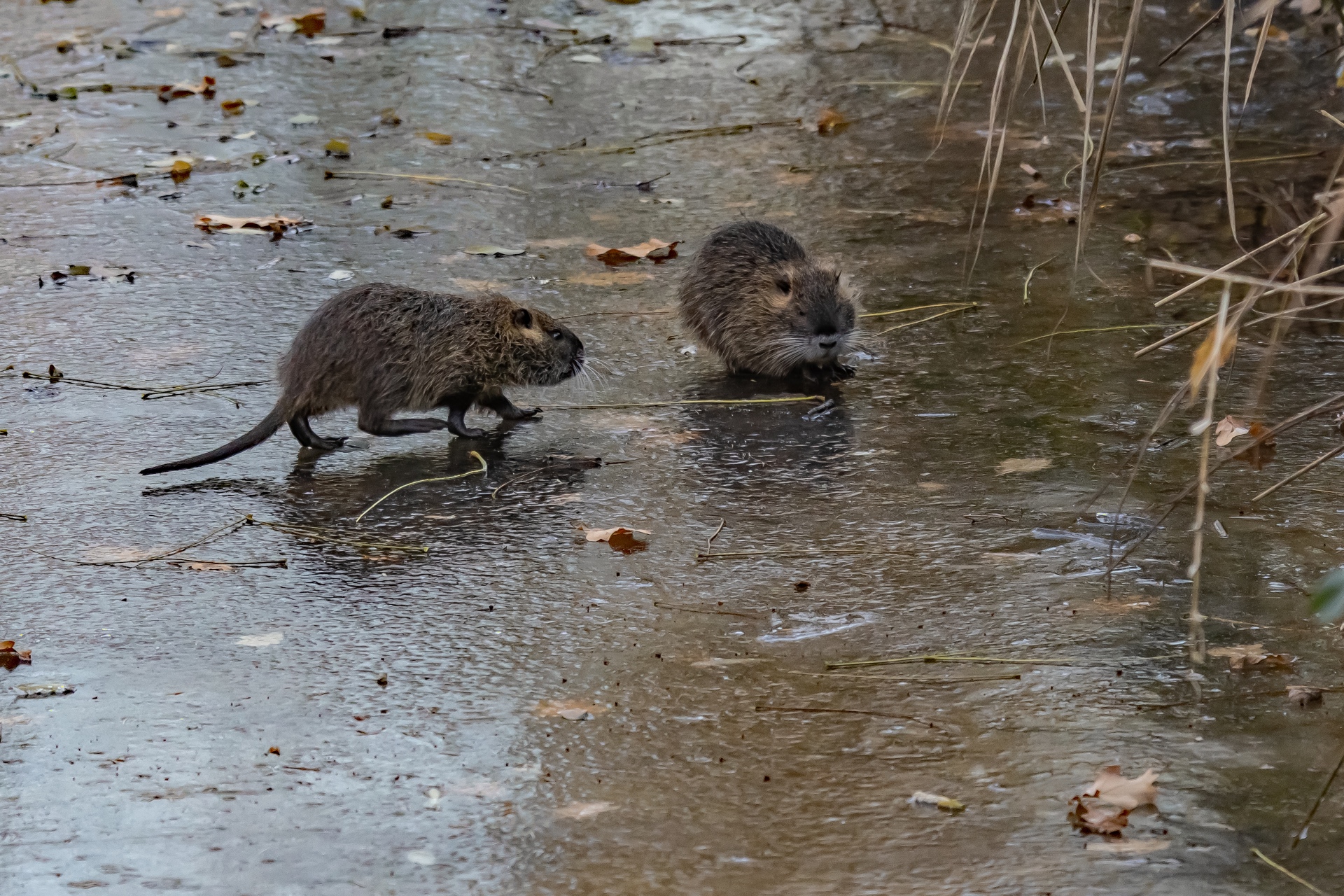 Nutria auf Eis 2 - B.Möcker