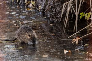 Nutria auf Eis - B.Möcker