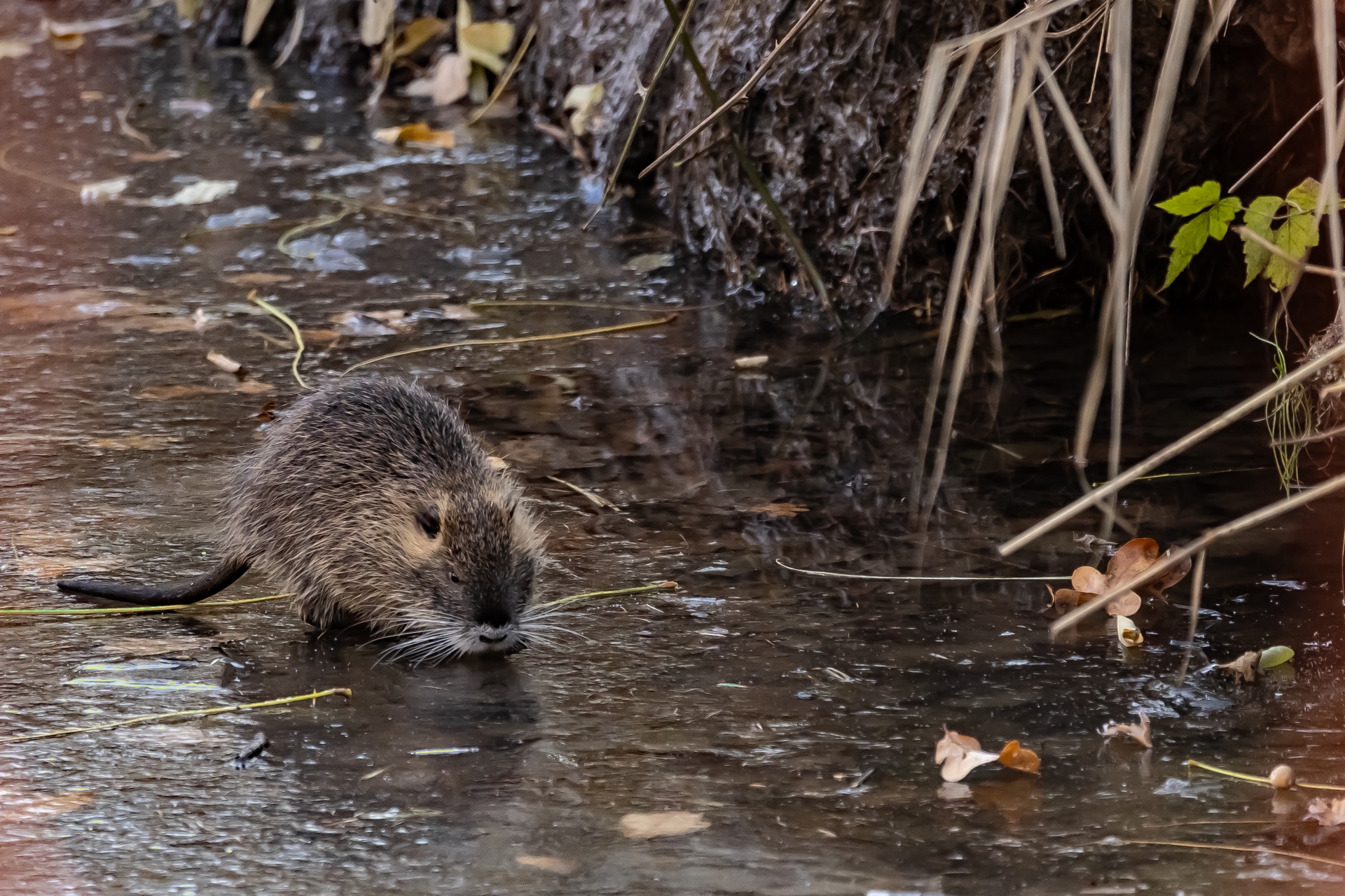 Nutria auf Eis - B.Möcker