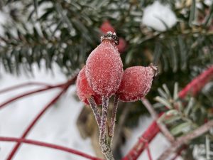 Frostiges - Bernd Opel