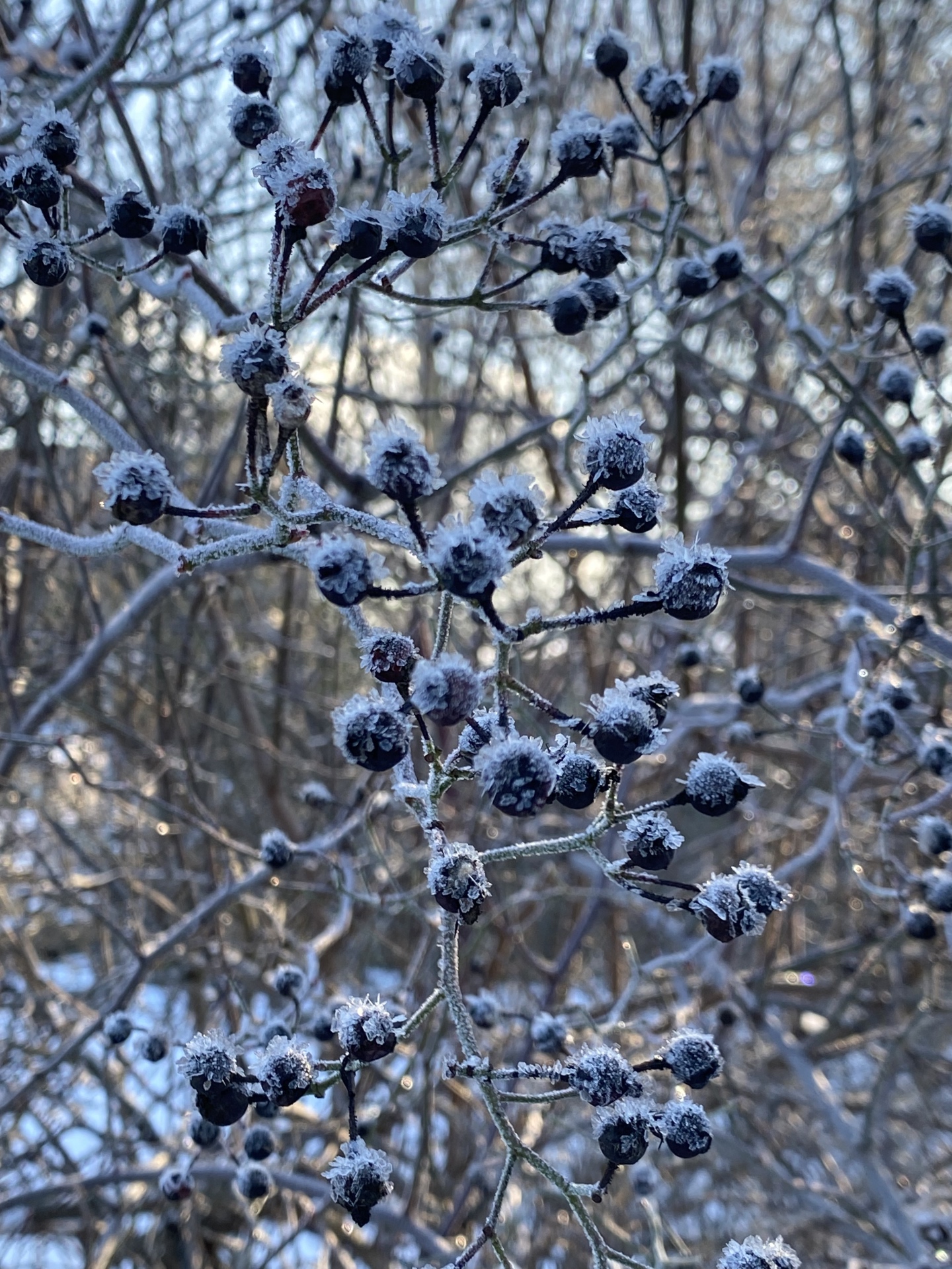 Raureif - Bernd Opel