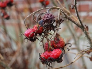 Vogelfutter - Bernd Opel