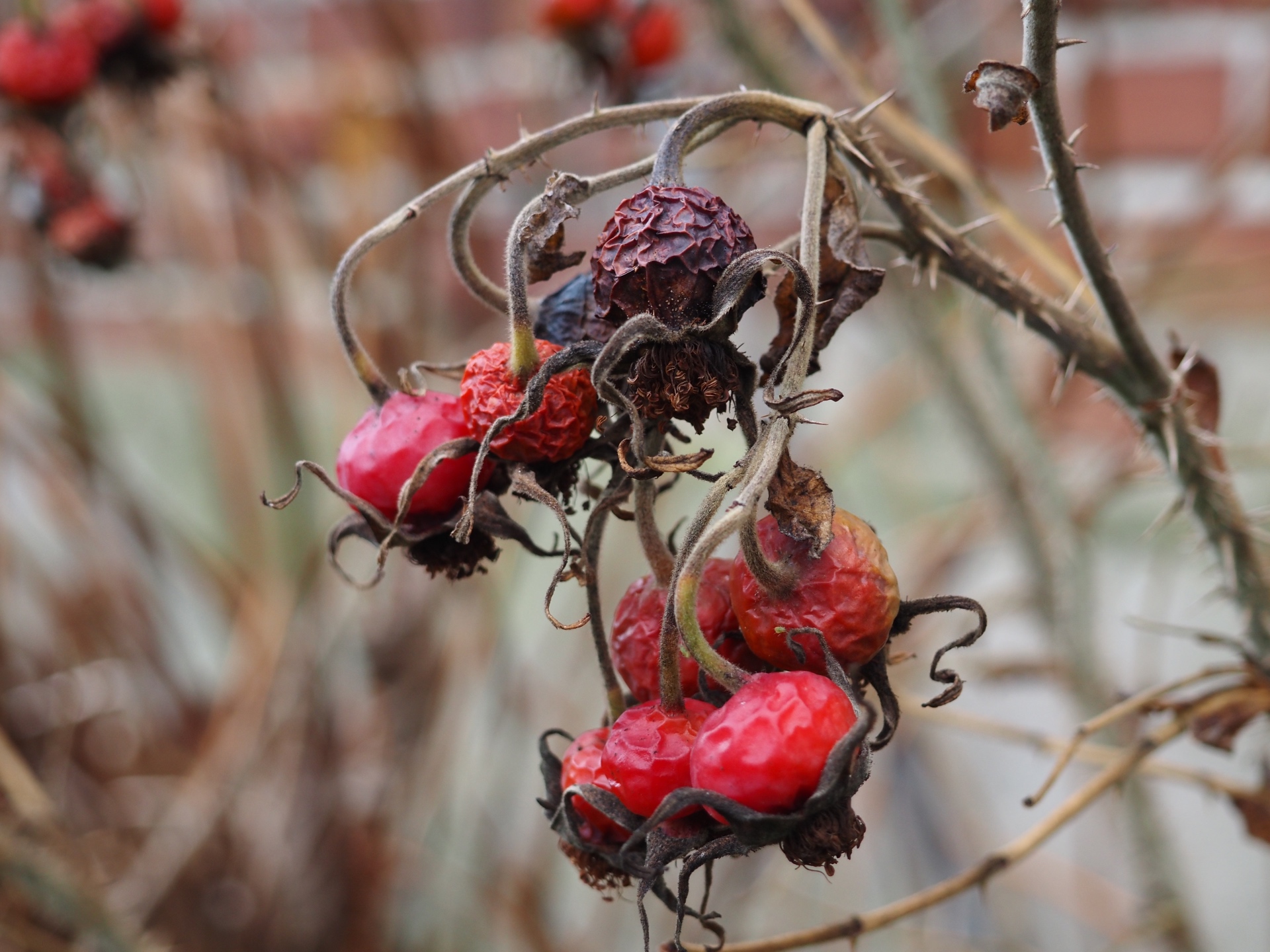 Vogelfutter - Bernd Opel