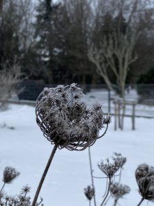 Wilde Möhre im Winter - Bernd Opel