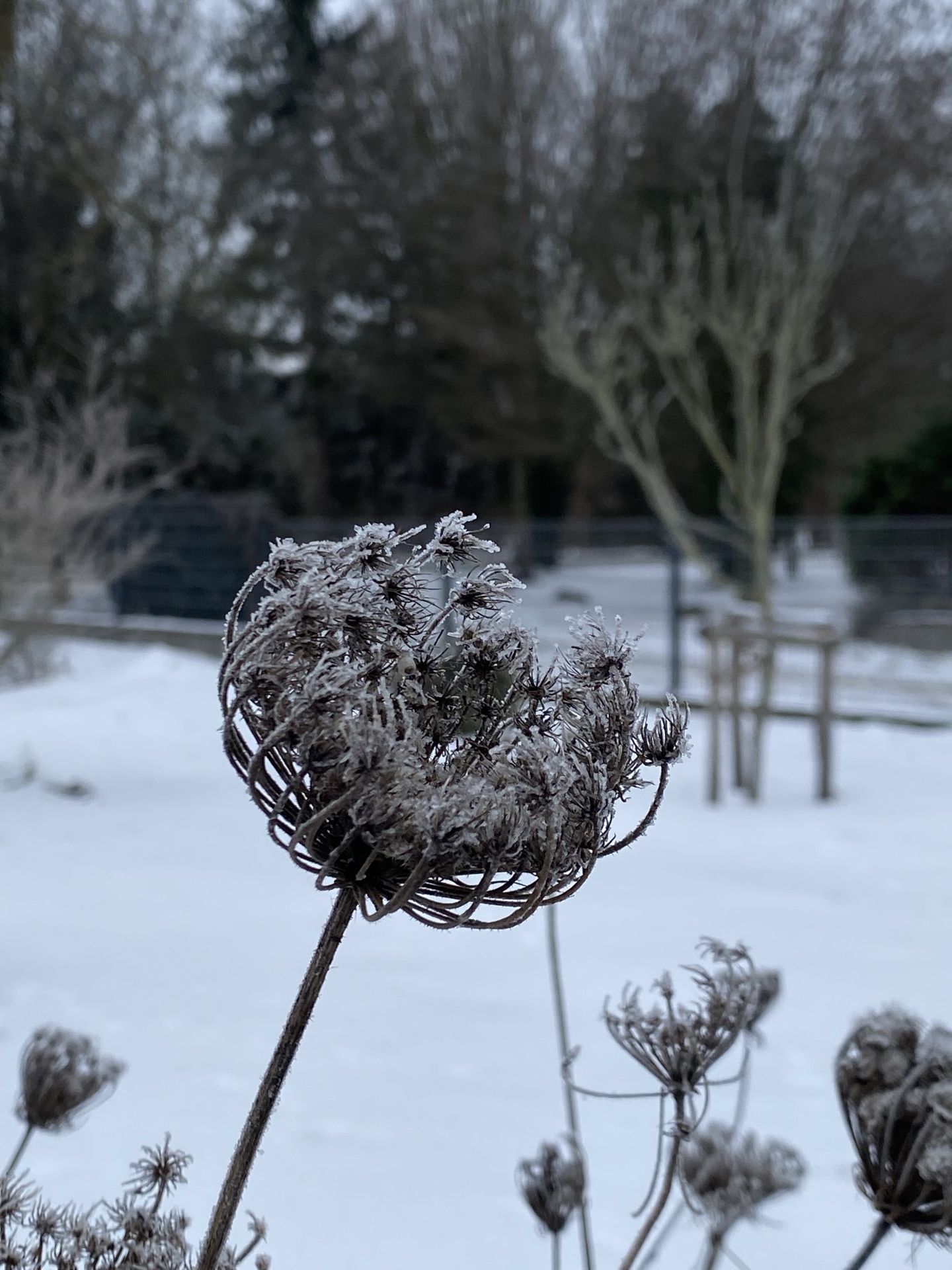 Wilde Möhre im Winter - Bernd Opel