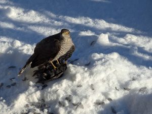 Abschluß vom Neujahrskonzert 2026 - H. Müller