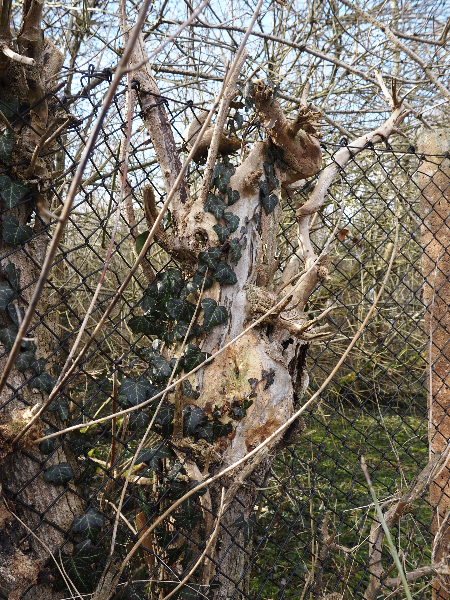 Eingewachsen - Bernd Opel