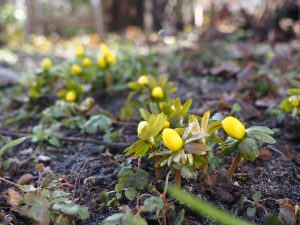 Frühlingsboten - Bernd Opel