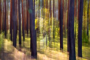 ICM-Geisterwald - P.Mauksch