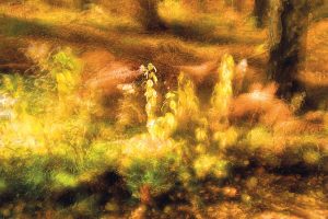 ICM-Herbstwärme - P.Mauksch