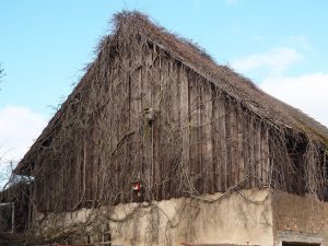 Zugewachsen - Bernd Opel