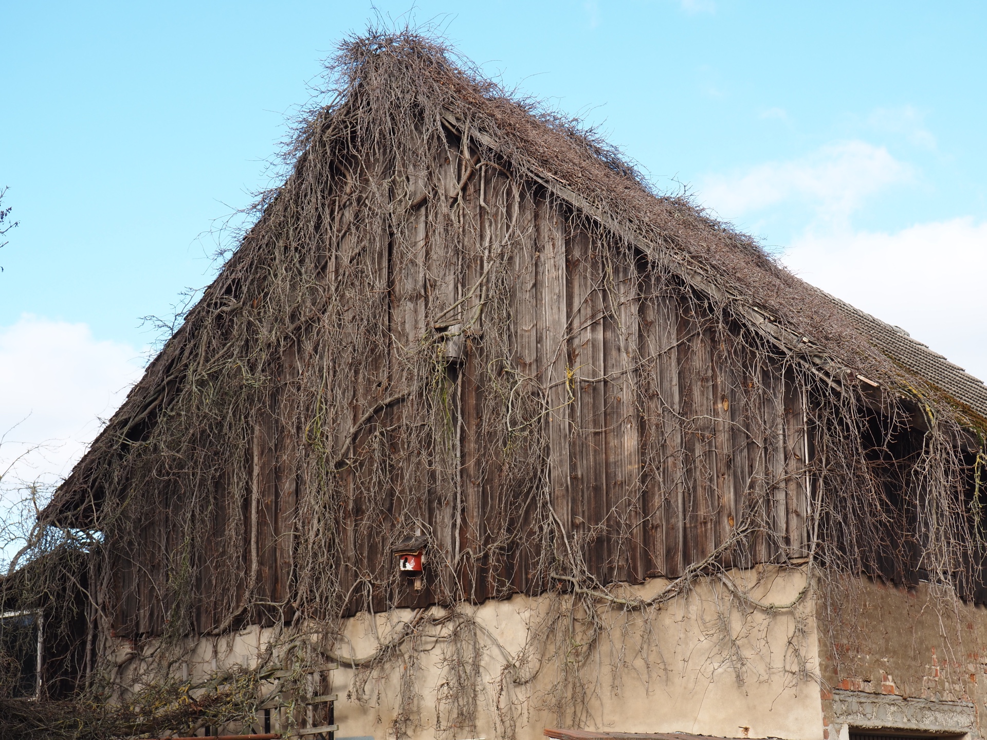 Zugewachsen - Bernd Opel