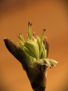 Vor dem Aufspringen .. - K.-F. Mühler