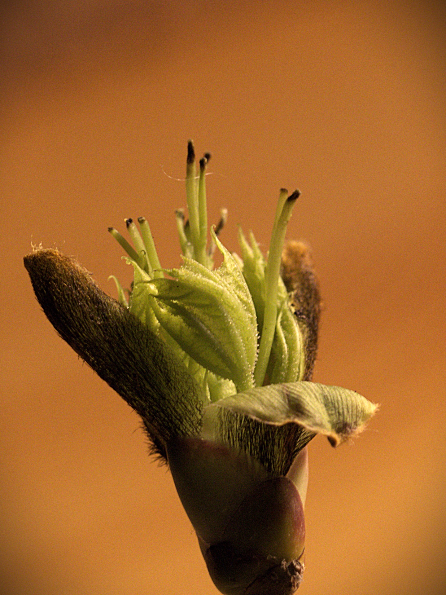 Vor dem Aufspringen .. - K.-F. Mühler