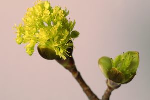 Vorsichtige Erkundung - K.-F. Muehler