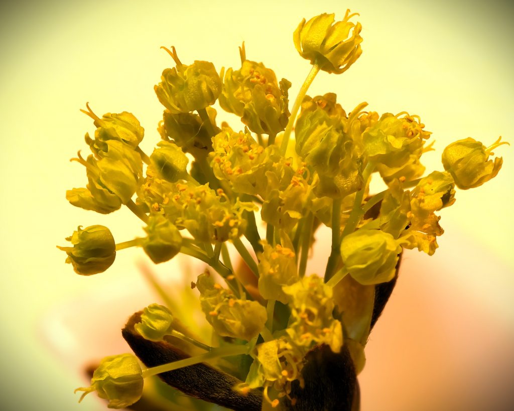 Erblüht - K.-F. Mühler