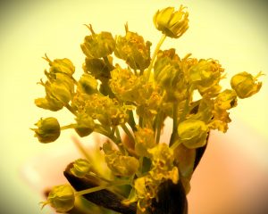 Erblüht - K.-F. Mühler