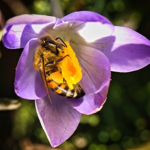 Ausgehungerte Honigsammlerin - K. - F. Muehler