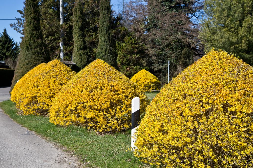 Blütenkegel - P.Mauksch