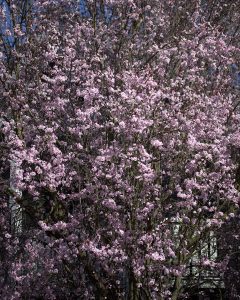 In voller Blütenpracht (2) - K.-F. Mühler