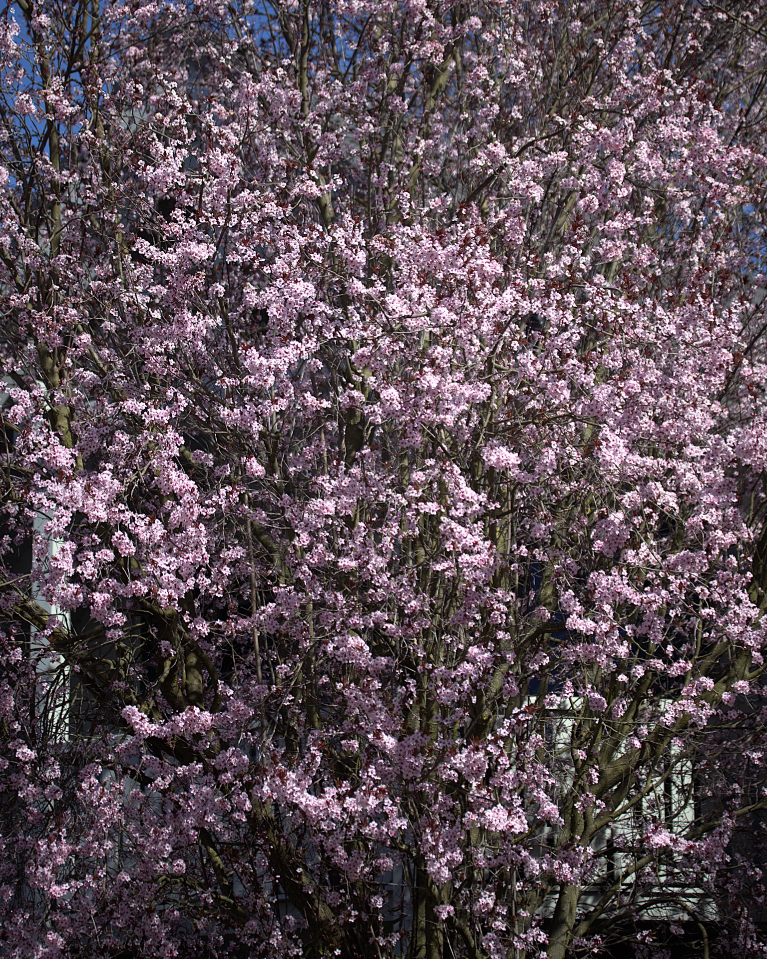 In voller Blütenpracht (2) - K.-F. Mühler