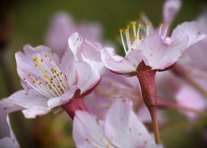 Japanische Kirschbaumblüten - K. - F. Muehler