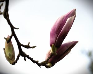 Noch verhüllt - K.-F. Muehler