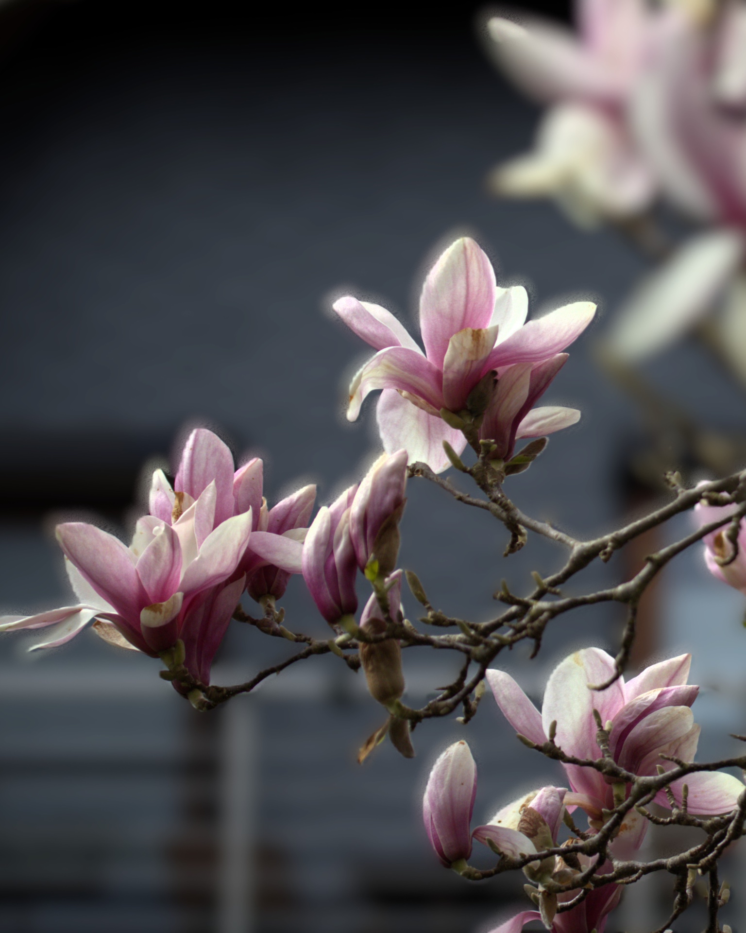 Sind wir nicht schön - K.-F. Muehler