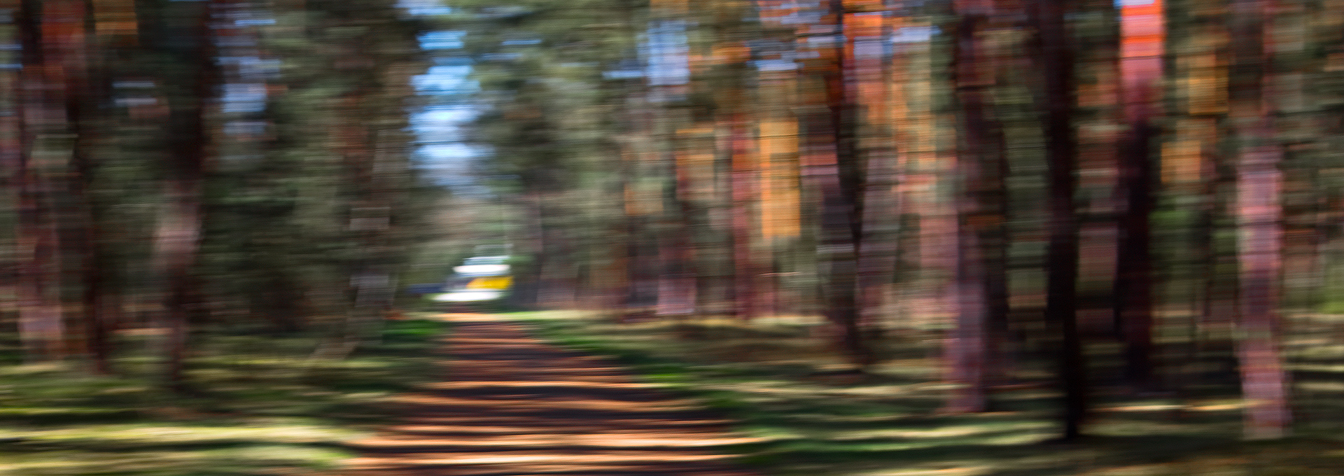 Waldimpression - 1 - P.Mauksch