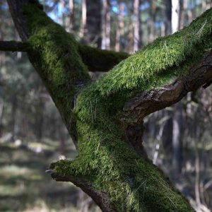 Waldimpression-2 - P.Mauksch