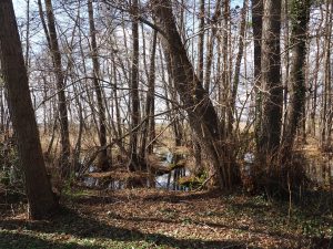 am Weg nach Neuendorf - Bernd Opel