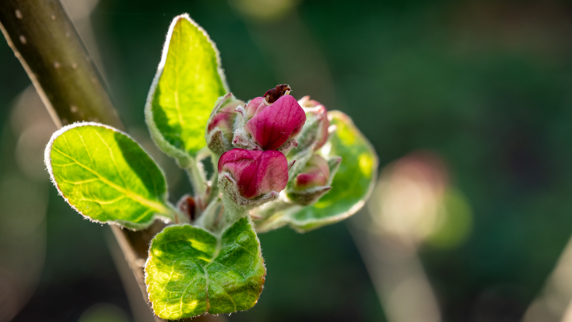 Apfelblüte - Kerstin Fetsch