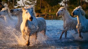 Camarguepferde - Kerstin Fetsch