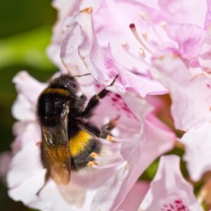 Erdhummel-P.Mauksch
