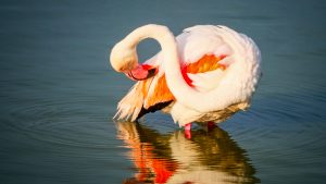 Flamingo in der Camargue - Kerstin Fetsch (2)