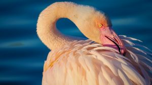 Flamingo in der Camargue - Kerstin Fetsch
