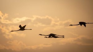 Flamingos im Anflug - Kerstin fetsch
