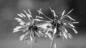 Pusteblume - Kerstin Fetsch