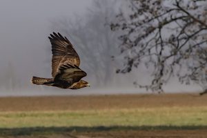 Mäusebussard - B.Möcker