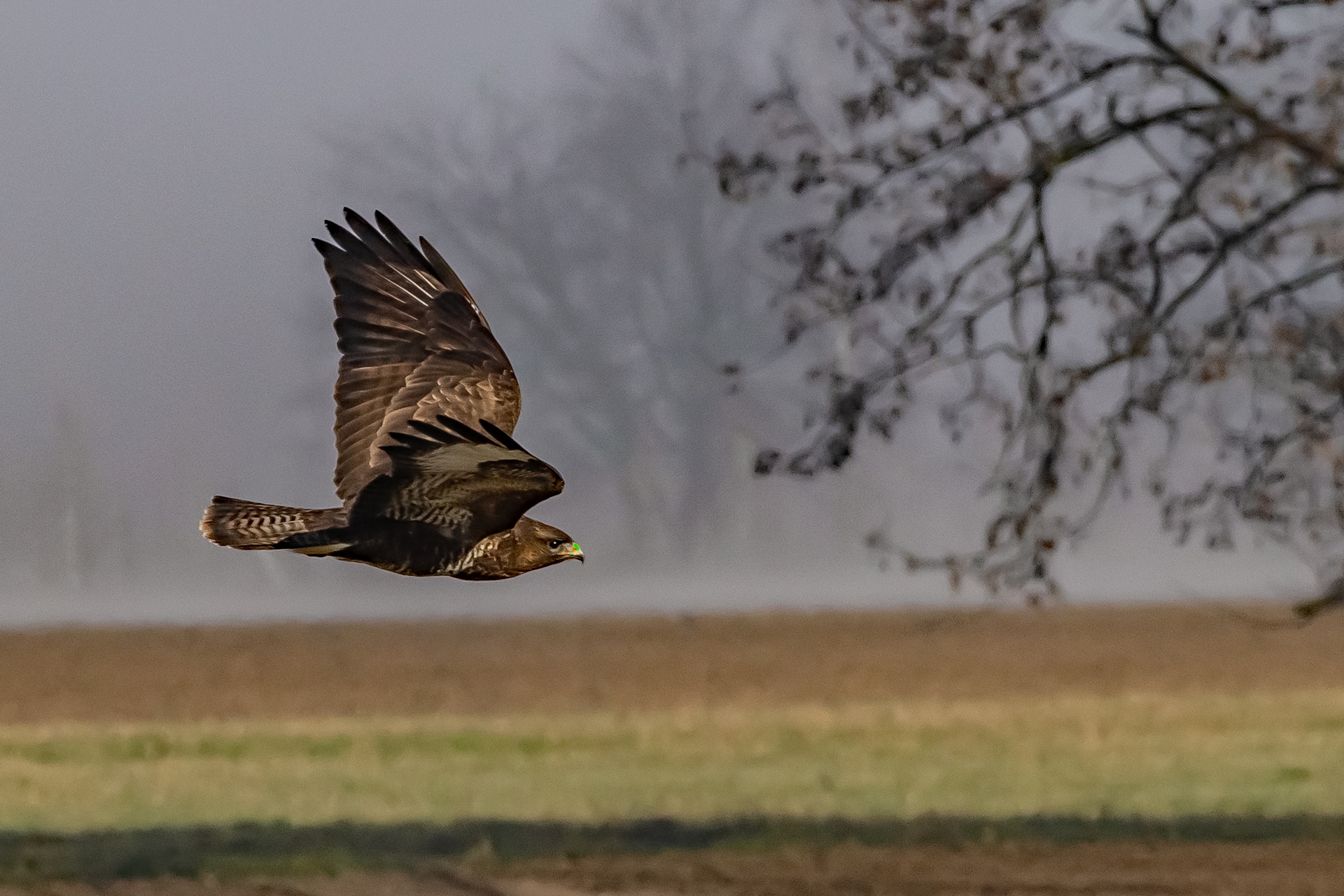 Mäusebussard - B.Möcker