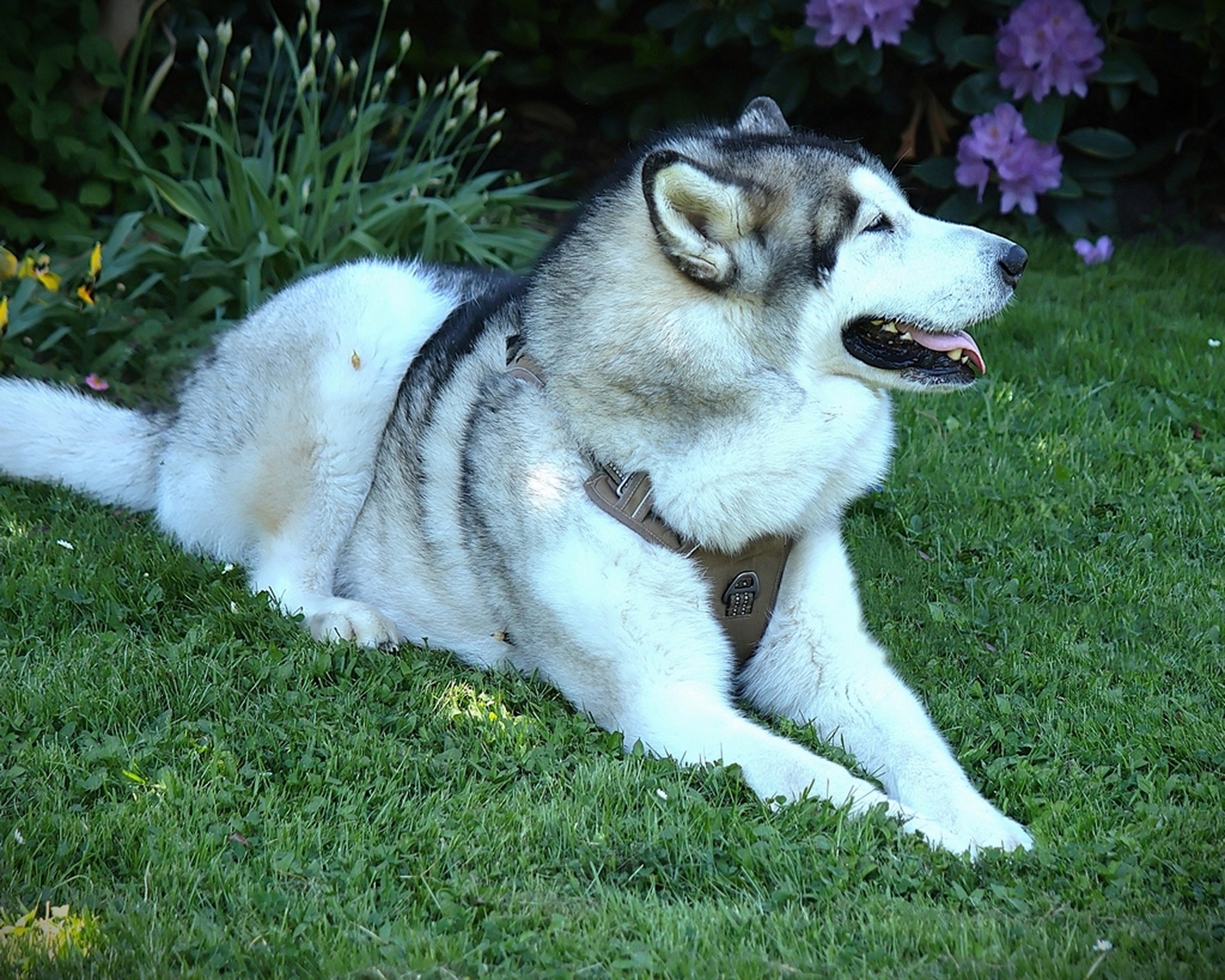 Schattensucher - Husky - K.-F. Muehler